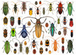 Beetles (Coleoptera). Set of beetles isolated on a white background