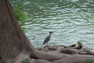 Wall Mural - Bird by slow moving river after waterfall