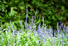 Beautiful Blue Salvia Flowers In Bloom, Violet Flowers Background.