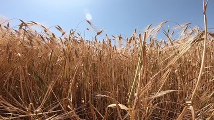 Wall Mural - Field of ripe wheat on a sunny day