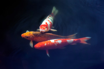 Koi Triptych