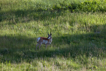 cautious antelope