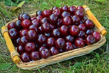 Fresh,sweet cherry berries in a wicker basket.