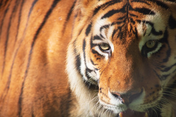 Canvas Print - Close up de tigre