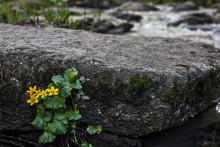 Yellow Flower On Background Of The River