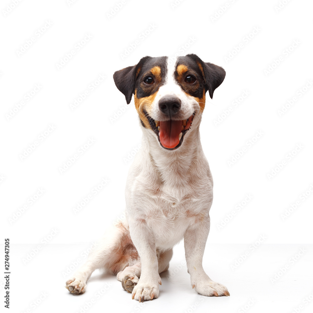 Jack Russell Terrier, one years old, sitting in front of white background - obrazy, fototapety, plakaty 