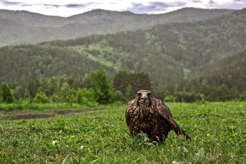 bird of prey