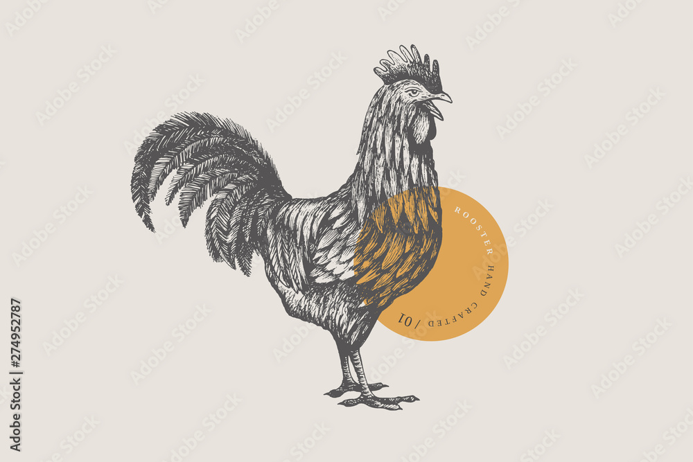 Graphical drawn rooster, Hand-drawn retro picture with a poultry in an engraving style - obrazy, fototapety, plakaty 