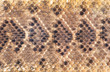 Texas Diamondback Rattle Snake Skin.