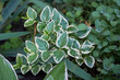 Euonymus fortunei Emerald Gaiety variegated green and white foliage shrub leaves background