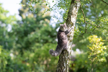 young blue tabby maine coon cat climbing up a birch tree in the back yard looking back at camera on 