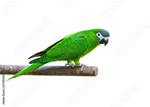 Hanh macaw or red-shouldered macaw, beautiful green bird isolated perching on...