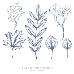 Wall Mural - Nature hand drawn vector sketch. Collection of forest plants. Leaves of ash, maple, aspen.