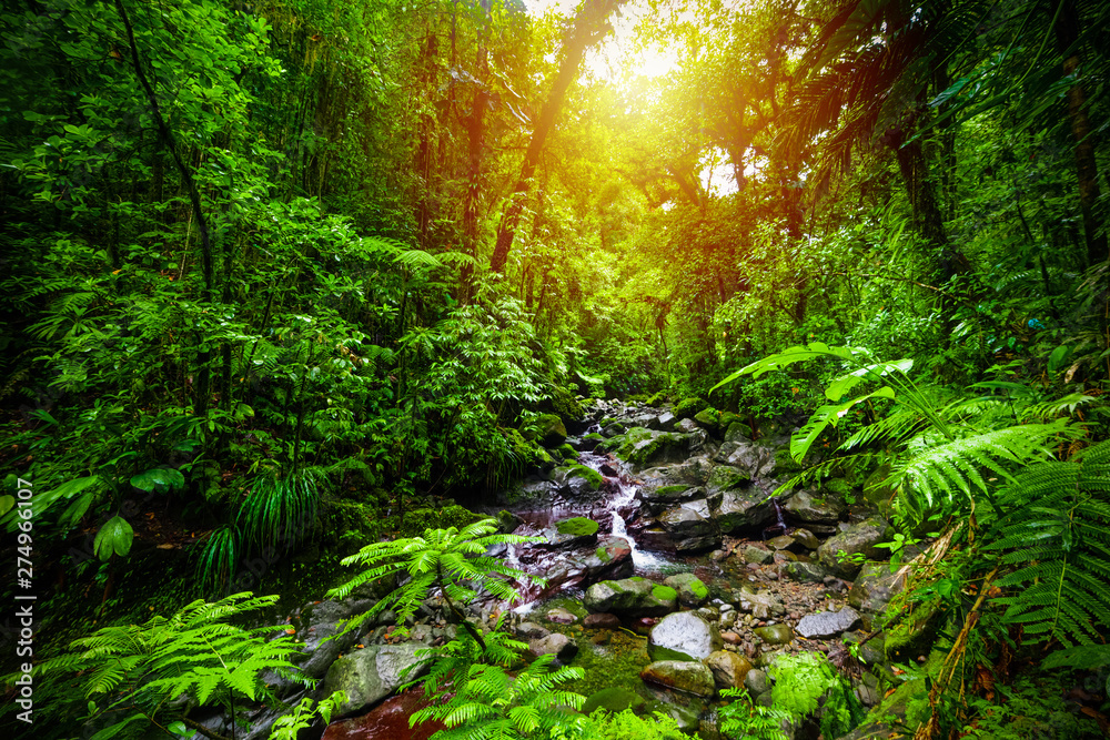 Small stream in Guadeloupe jungle at sunset - obrazy, fototapety, plakaty 