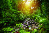 Small stream in Guadeloupe jungle at sunset