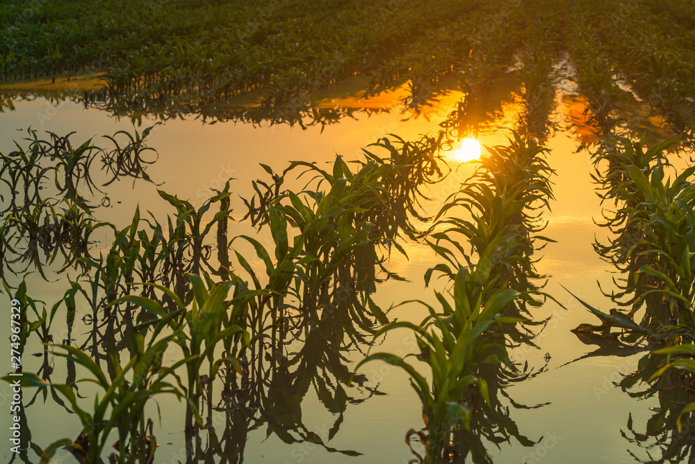 Flooded young corn field plantation with damaged crops in sunset Stock ...
