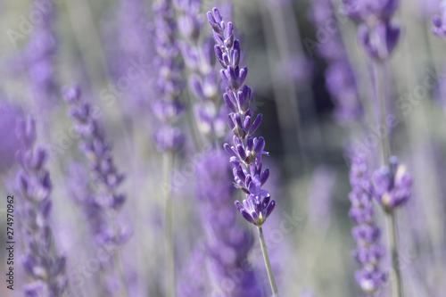 Lavender flower on the field.