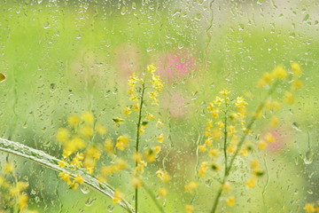 Wall Mural - window rain water drops glass flowers summer day.