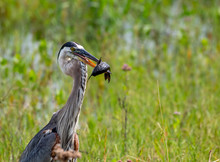 Great Blue Heron Catches A Fish For Breakfast