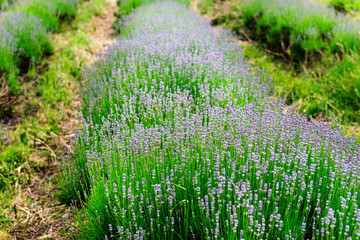 Field of organic lavender flowers , summer concept, farm which produces lavender oil