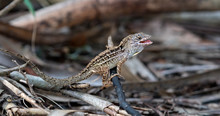 Brown Florida Reptile Stands His Ground As Another Anole Approaches