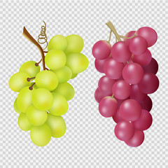 Wall Mural - realistic grapes isolated on transparent background. vector bunches of red and white grapes. illustr