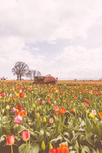 Field Of Blooming Beautiful Colorful Tulips With An Old Rusty Tractor In The Middle