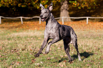 Wall Mural - Deutsche Dogge blau