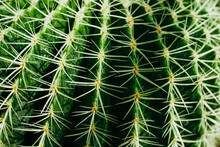 An Image Of A Thorny Green Cactus
