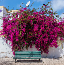 Street Bench With Bougainvillea