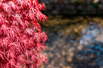 Wall Mural - Closeup of Japanese Maple Tree in Kyoto with red spring or fall autumn foliage with pattern of leaves in sunlight by river