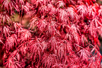 Wall Mural - Closeup of Japanese Maple Tree with red spring or fall autumn foliage with pattern of leaves in sunlight