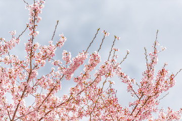 Wall Mural - looking up view on cherry blossom sakura trees isolated against cloudy sky perspective with pink flo