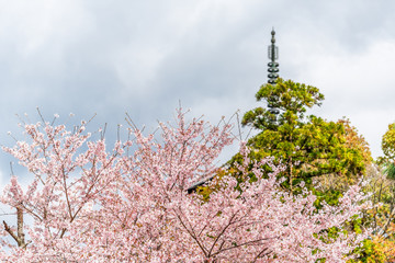 Wall Mural - view on cherry blossom flower trees isolated against cloudy sky perspective with pink petals in spri