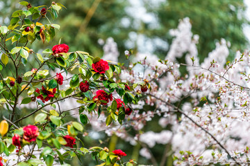 Wall Mural - camellia japonica japanese tsubaki red flowers on tree in kyoto, japan in spring in arashiyama with 
