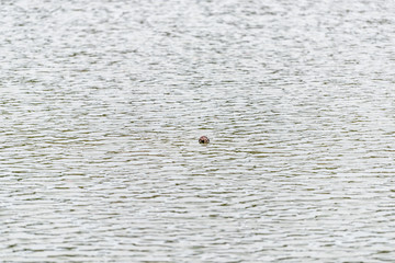 Wall Mural - Kyoto Osawa-no-Ike Pond lake in spring in Arashiyama area by Daikakuji Temple with dry lotus floating on water