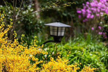 Wall Mural - nara, japan garden during spring with closeup of yellow forsythia and pink flowers in traditional ja