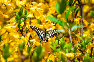 Wall Mural - nara, japan garden during spring with yellow forsythia flowers and swallowtail butterfly closeup