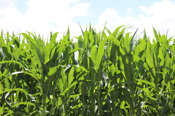 Wall Mural - Green Corn and Clouded Sky's 