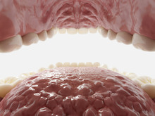 3d Rendered Illustration Of The Mouth From Inside