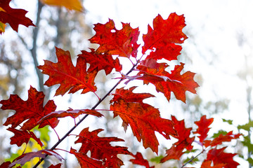 Canvas Print - A branch of red oak with leaves on a light background in the fall_