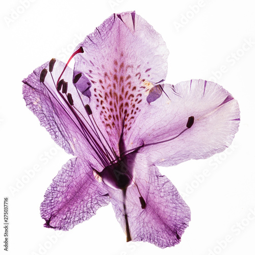 Fotomural rhododendron flower on the white background