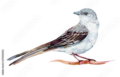 Fotografía Mockingbird watercolor illustration on isolated white background
