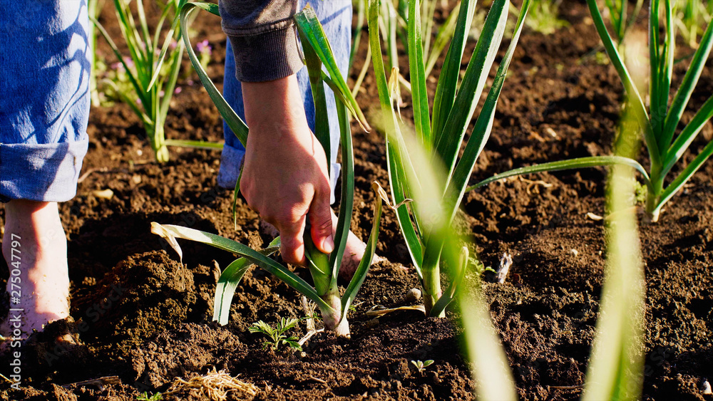 Barefoot farmer tears young garlic plant on the field doing his job, hands with garlic closeup. Working at farm. - obrazy, fototapety, plakaty 