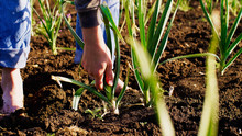 Barefoot Farmer Tears Young Garlic Plant On The Field Doing His Job, Hands With Garlic Closeup. Working At Farm.