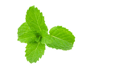 Mint leaf close up on a white background