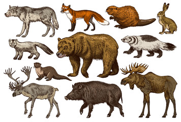 Set of Wild animals. Brown Grizzly Bear Forest Moose Red Fox North Boar Wolf Sable Badger Gray Hare Reindeer River otter. Vintage monochrome Mammal and Predator in Europe. Engraved hand drawn sketch.