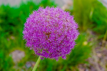 Wall Mural - Flower Allium decorative purple. onions