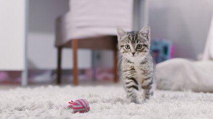 Shot of a Cute Gray with Black Stripes Kitten Plays with a Kittens Toy and Looks into Camera. Sunny Living Room.