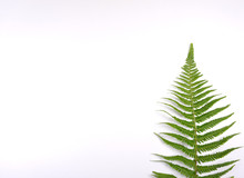 Green Leave, Fern Leave On White Background For Wallpaper With Copy Space For Your Own Text